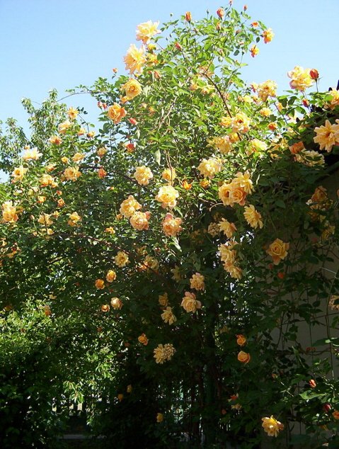 https://andreavarga.blogcdn.p3k.hu/files/csinos021.jpg